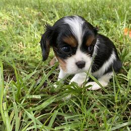Cavalier King Charles Spaniel Puppies from Amanda's Cavalier King Charles Spaniels