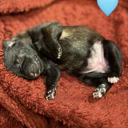 Blue - Fawn sable female Belgian Malinois puppy in Boise, Idaho from Wings of Freedom Retrievers and Malinois