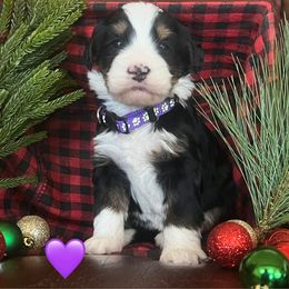 Dancer - Tri-color female Bernedoodle puppy in Temecula, California from Country Hills Doodles