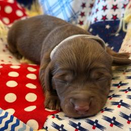 Lily- grey collar - Chocolate and tan female Dachshund puppy in Delta, Utah from Dix n’ Dot Dachshunds