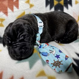 Denver - Black male Great Dane puppy in Scottsburg, Virginia from Virginia Great Danes