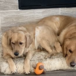 Golden Retrievers from Rose Petal Farms
