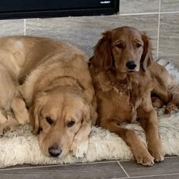 Golden Retrievers from Rose Petal Farms
