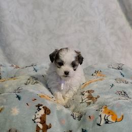 Miss White - White Collar - Brown and white female Shichon puppy in Troy, Ohio from Ever After Tails