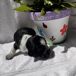 Turquoise Collar Girl - Black and white female English Springer Spaniel puppy in Collins, Georgia from English Springer Spaniels at Lands Lodge