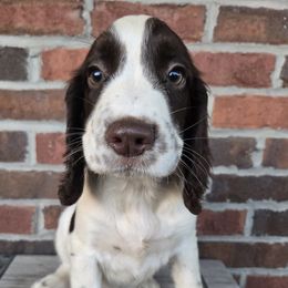 Sage - Liver and white female English Springer Spaniel puppy in Statesville, North Carolina from BAR Z Springers