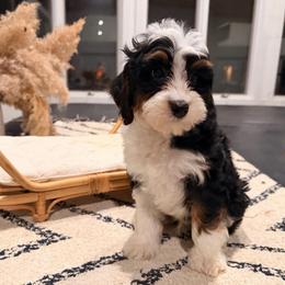 Root Beer - Tri-color male Bernedoodle puppy in North Royalton, Ohio from Johnson's Doodles