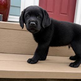Ludo (Vinnie) - Black male Dilute Retriever puppy in Baldwin City, Kansas from Hedge Lane Labradors