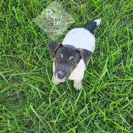 Boy 4: Twin One - Tri-color male Russell Terrier puppy in Harvel, Illinois from Ruff and Tumble Russell Terriers
