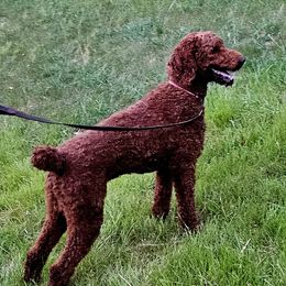 Rhett - Poodle