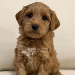 Grumpy - Red  male Goldendoodle puppy in Newcastle, Oklahoma from Hollywood Doodles