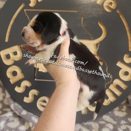 Red collar - Black white and brown female Basset Hound puppy in Alton, Illinois from Show Me Great Danes and Basset Hounds
