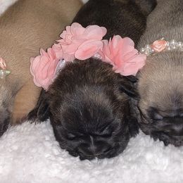 French Bulldogs from Jens Frenchie’s