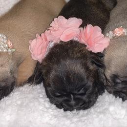French Bulldogs from Jens Frenchie’s
