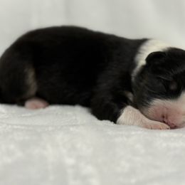 Beebop - Black tri-color female Australian Shepherd puppy in Touchet, Washington from Northwest Rainbow Aussies and Golden Retrievers
