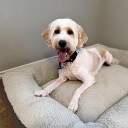 Nova - Parti female Labradoodle puppy in Travelers Rest, South Carolina from Doodles of Love Labradoodles