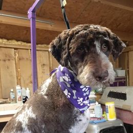 Bindi - Aussiedoodle