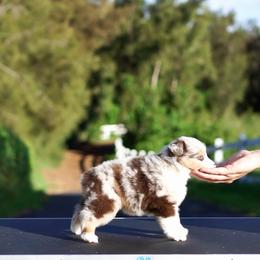 Cornelia - Red merle female Miniature American Shepherd puppy in Kamuela On The Big Island, Hawaii from Royal Hawaiian Aussies LLC