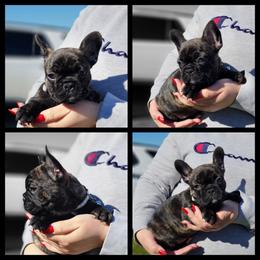 French Bulldog Puppies from Danielle's Frenchies