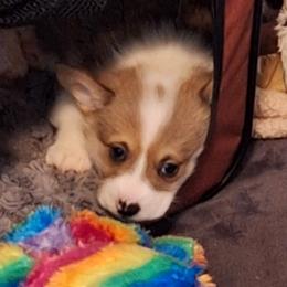 Pembroke Welsh Corgi Puppies from Rhone River Farm Pembroke Welsh Corgis