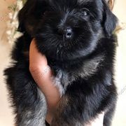 Havana Silk Dog and Poodle Puppies from Havana Silk Romance