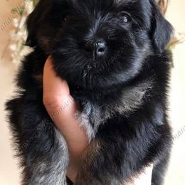 Havana Silk Dog and Poodle Puppies from Havana Silk Romance