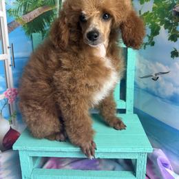 Storm - Poodle