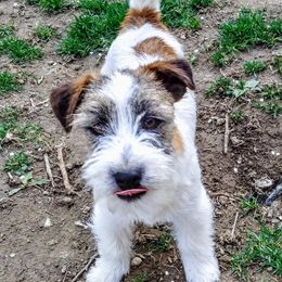 Russell Terriers from Bluegrass Russell Terriers