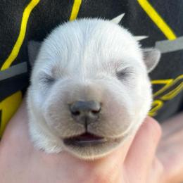 Boy 6 - Blue male Australian Cattle Dog puppy in Irvington, Kentucky from Dry Valley’s Australian Cattle Dogs