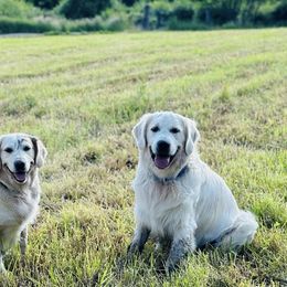 Golden Retrievers from Paws On the Path LLC