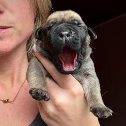 Copper (Brown Collar) - Reddish brown male Boerboel puppy in Manitowoc, Wisconsin from Mae Boerboel