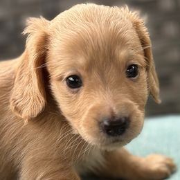 Birch - Cream male Dachshund puppy in Salem, Oregon from Longdox Mini Dachshunds