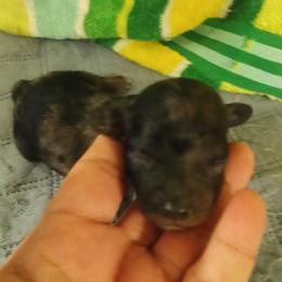 Boy three - Merle male Cavapoo puppy in East Providence, Rhode Island from Marta's Cavaliers