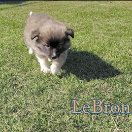 LeBron - male Nenets Herding Laika puppy in Rockville, Maryland from Skais the Limit