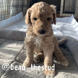 Australian Labradoodle, Double Doodle, Goldendoodle, and Labradoodle Puppies from Lake Mountain Doodle