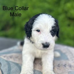 Blue Collar Male - Black and white male Sheepadoodle puppy in Hilton, New York from Finger Lakes Doodles