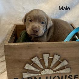 Silver blue collar - Silver male Dilute Retriever puppy in Teton County, Montana from East Front Labradors & Treasure State Schnauzers