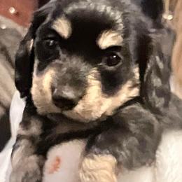 Baba-loui - Black and cream male Dachshund puppy in Tacoma, Washington from Jeffrey's Dachshunds