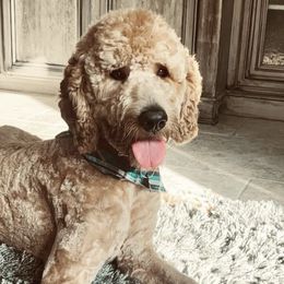 Goldendoodles from Guiness and Bailey's Doodle Den
