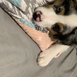 Miniature Australian Shepherd Puppies from SkyBrynn’s Mini Aussies