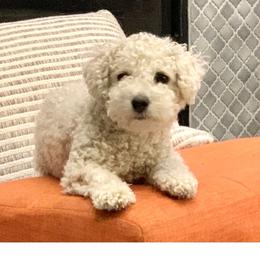 Lilly - Cavachon