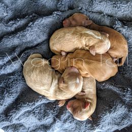 Bernedoodle and Cavapoo Puppies from Wag'in Tails