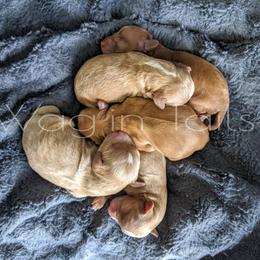 Bernedoodle and Cavapoo Puppies from Wag'in Tails