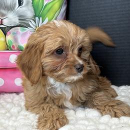 Boy 2 - male Cavapoo puppy in Shipshewana, Indiana from Shelli's Puppies