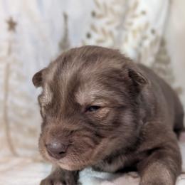 Caramello - Red and white female Siberian Husky puppy in Coshocton, Ohio from Wyant Farms