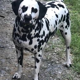 Dalmatian All Grown Up from Domino’s Dalmatians