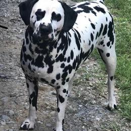 Dalmatian All Grown Up from Domino’s Dalmatians