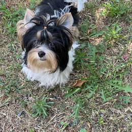 Biewer Terrier and Yorkshire Terrier Puppies from Yorkie Town California