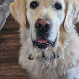 Daffney - Golden Retriever