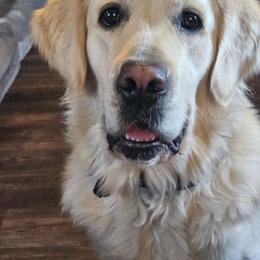 Daffney - Golden Retriever